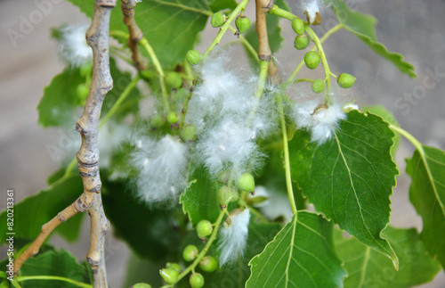 branch of a blooming poplar in the sunlight close-up. white poplar fluff.