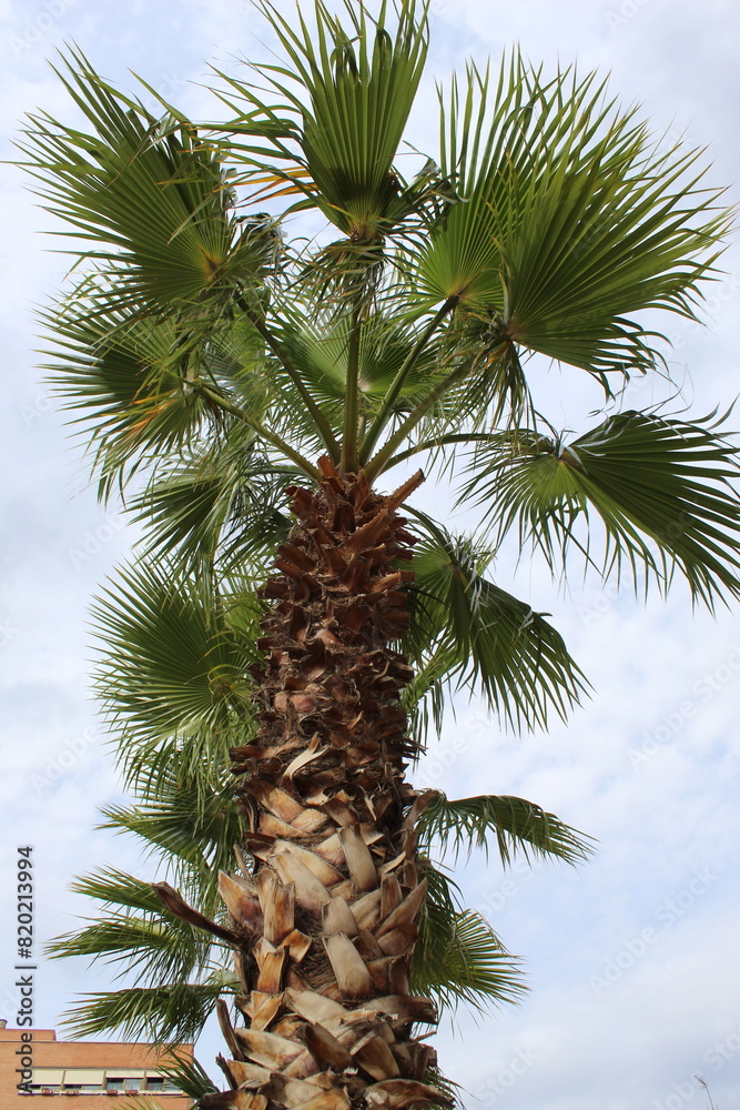 palm tree in the middle of city. Zaragoza. Spain. palm tree in the middle of city. Zaragoza. Spain.