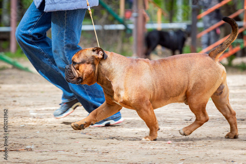 The Olde English Bulldogge is an American dog breed,  at a dog show. Experts evaluate the dog at competitions.