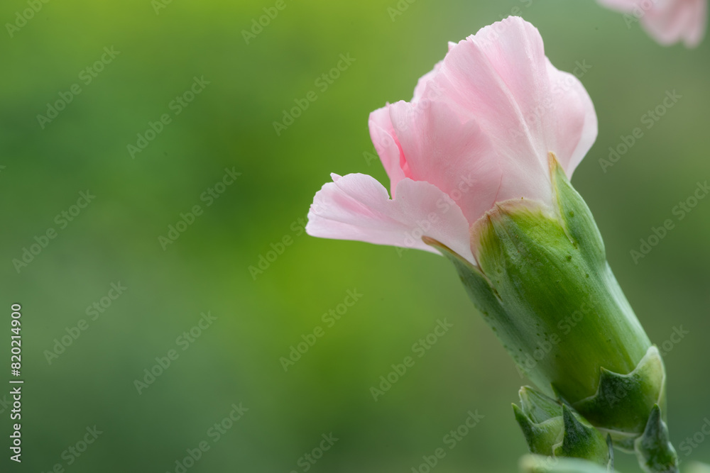 Fototapeta premium Macro shot of a pink dianthus flower emerging into bloom