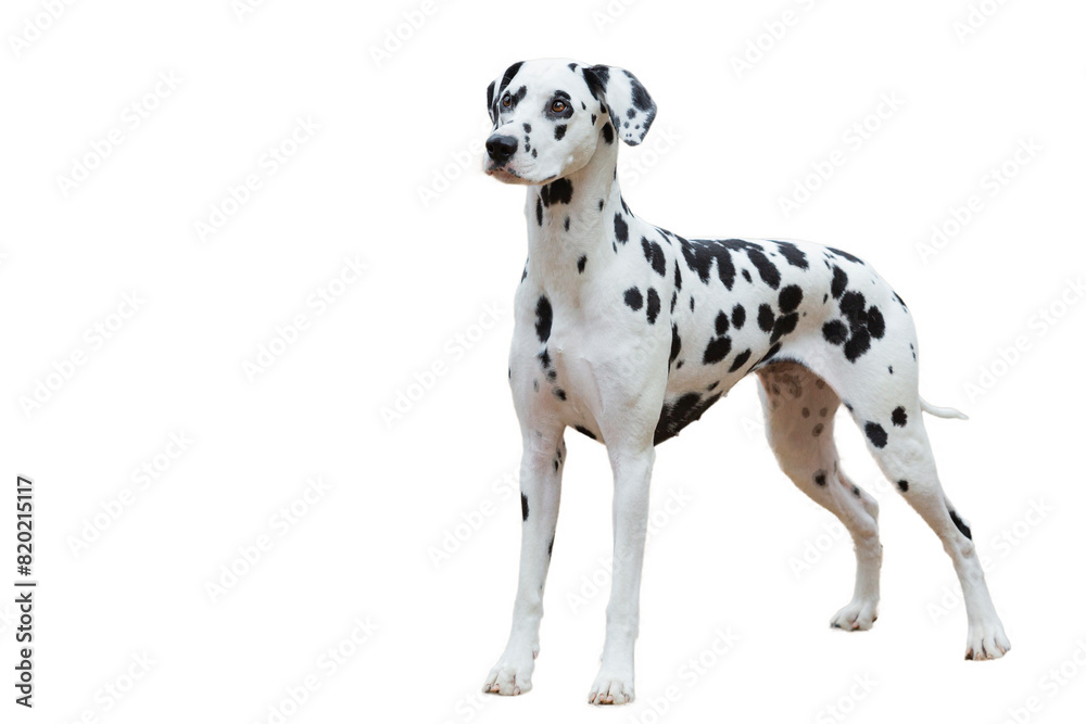 a Dalmatian dog in a working stance on a white background