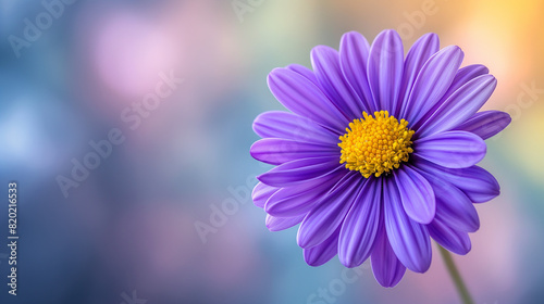 close up of purple aster flower in the field  photo