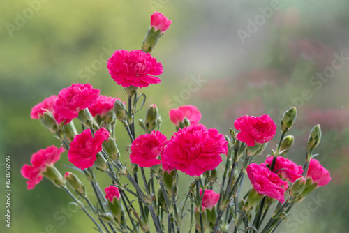 Close up of pink dianthus flowers in bloom
