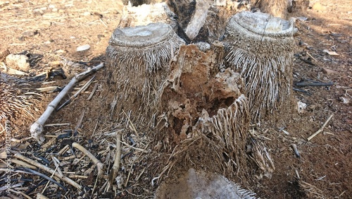 A close-up of the texture of weathered bamboo roots.