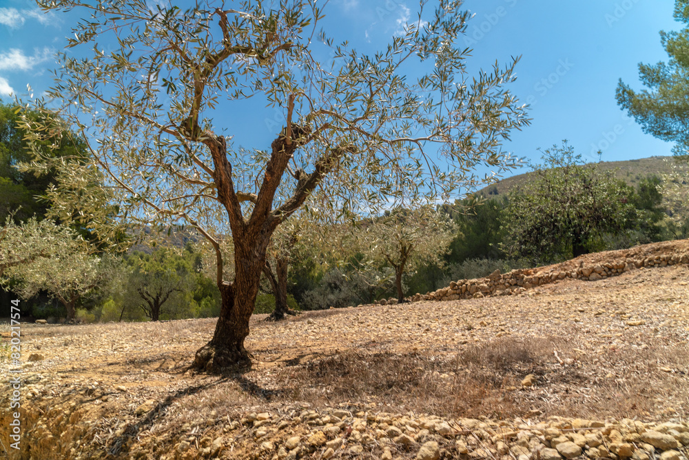 Olive trees planted in terraces, on a summer morning Olive trees planted in terraces, on a summer morning