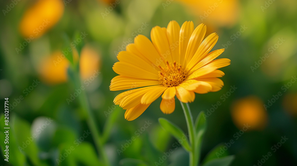 Fototapeta premium yellow calendula flower in the field 