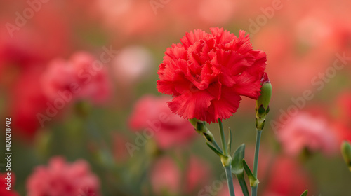 red carnation flower in the garden 