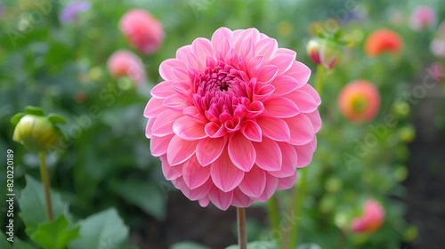 pink dahlia flower in garden