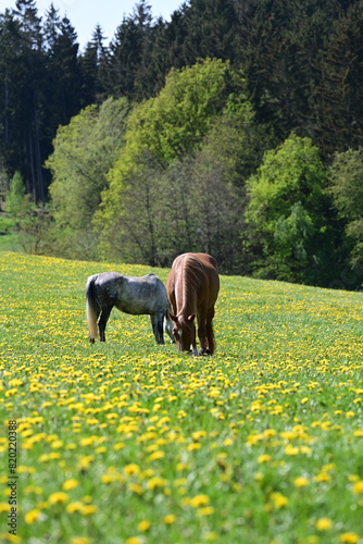 Das Glück der Pferde. Bunte Pferdeherde auf der Frühlingsweide