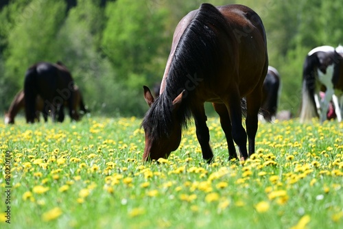 Das Glück der Pferde. Bunte Pferdeherde auf der Frühlingsweide