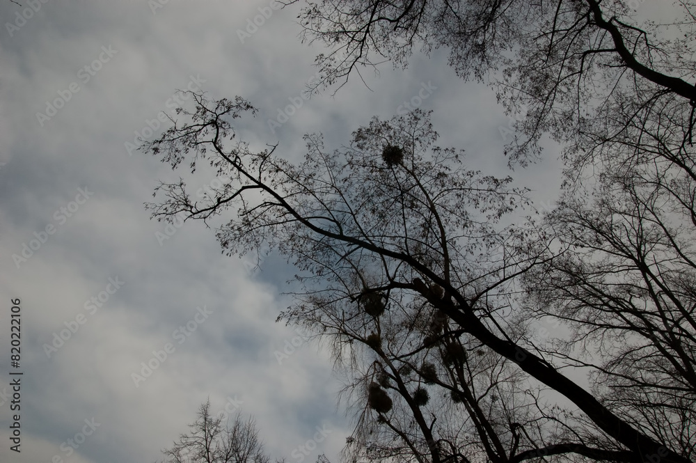 gloomy background: bare tree branches against a cloudy gray sky gloomy background: bare tree branches against a cloudy gray sky