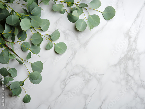 Eucalyptus leaves arranged flatly on marble backdrop photo