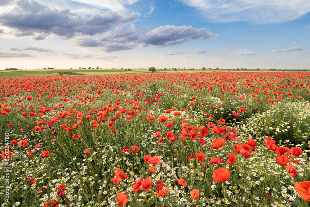 field of poppies and sky