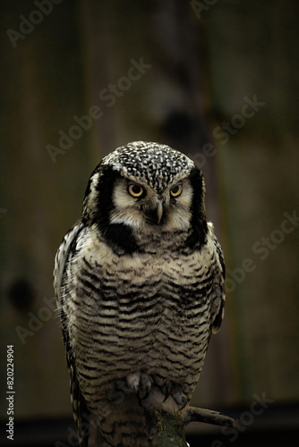 Northern hawk-owl (Surnia ulula)..