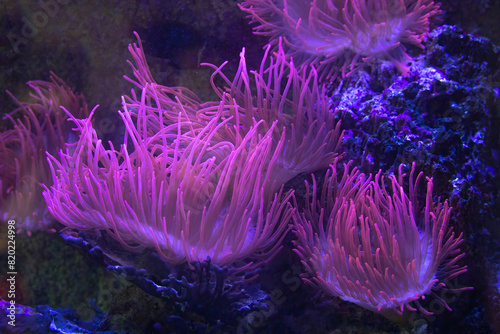 Closeup up a colorful sea anemone