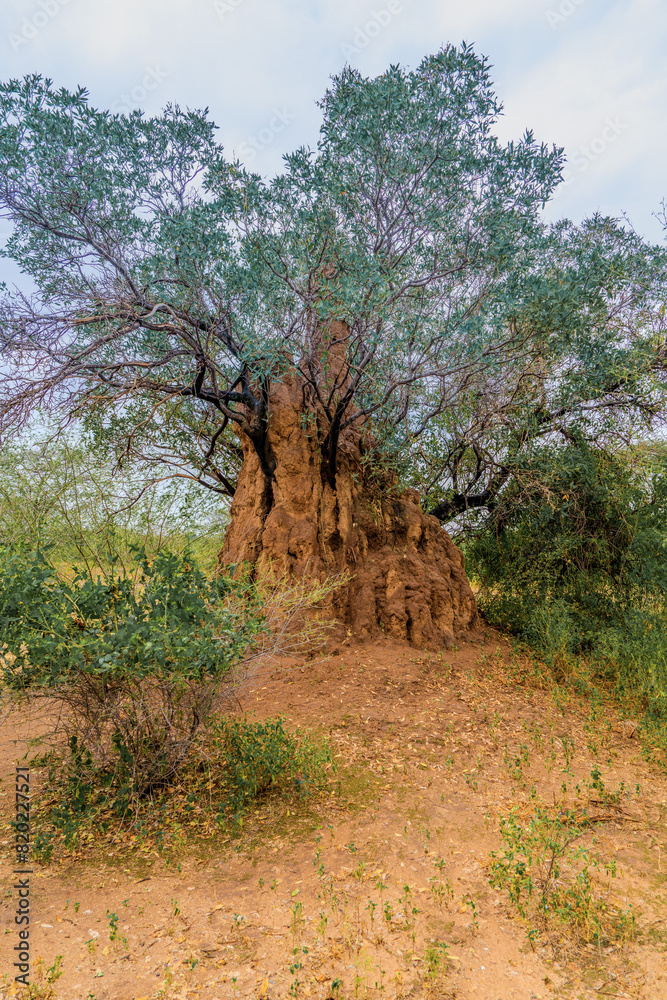 Fototapeta premium Ethiopia, Termite mound built around a tree