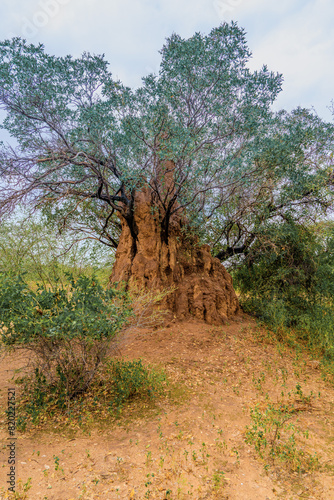 Ethiopia, Termite mound built around a tree