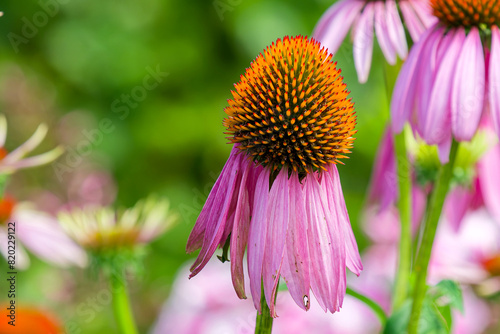 The popular Purple Coneflower, (Echinacea purpurea), blooms profusely for up to two months in mid to late summer and sometimes re-blooms in the fall.