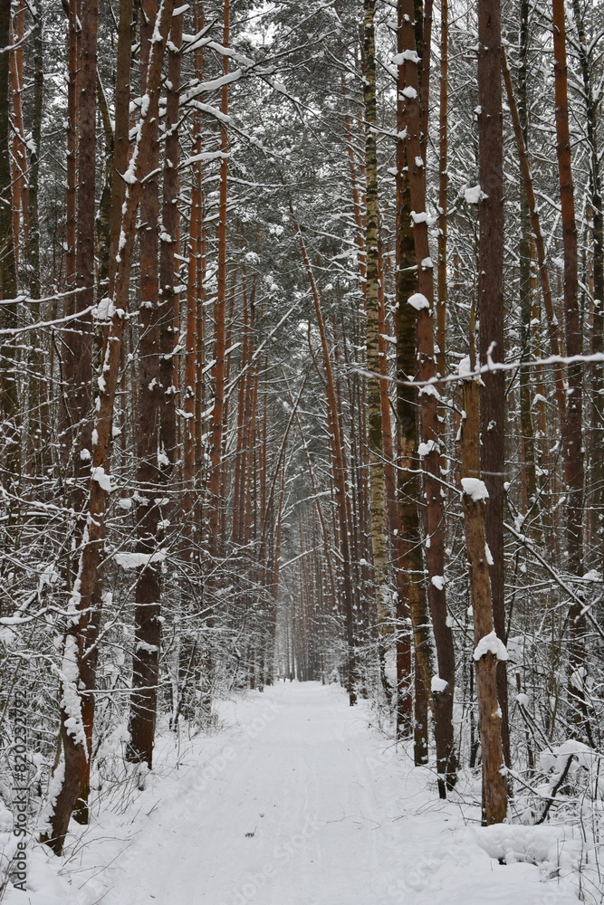 Road in winter pine forest. Snow covered road in the winter forest. Walk in winter unusual roads and forest trails. The snowy forest road. Road in winter pine forest. Snow covered road in the winter forest. Walk in winter unusual roads and forest trails. The snowy forest road.