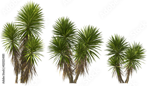 yucca palm tropical plants hq arch viz cutout tree