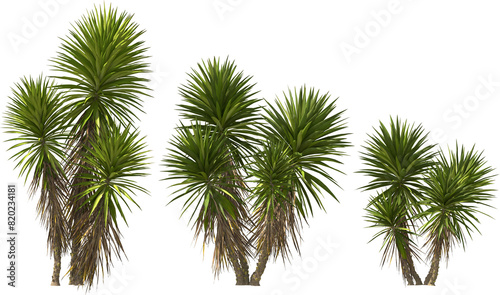 Obraz na płótnie yucca palm tropical plants hq arch viz cutout tree w salonie