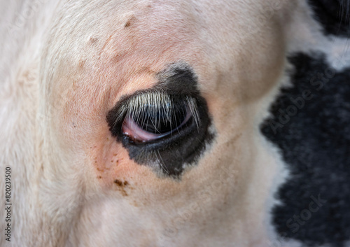 eye of black and white cow in closeup