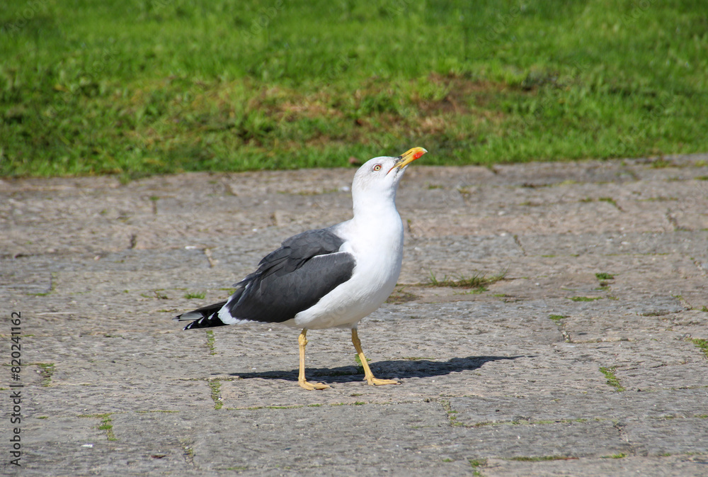 Seagull, group of birds classified within the order Charadriiformes and family Laridae, belonging to the suborder Lari. Seagull, group of birds classified within the order Charadriiformes and family Laridae, belonging to the suborder Lari.