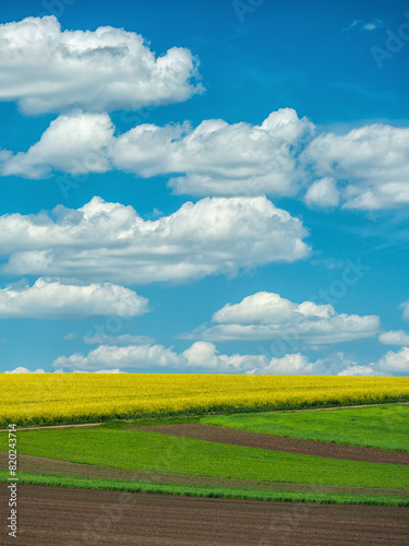 view to yellow flowers of blooming rapeseed under blue sky 