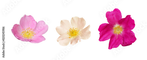 Set of wild roses isolated on white or transparent background. Flowers.