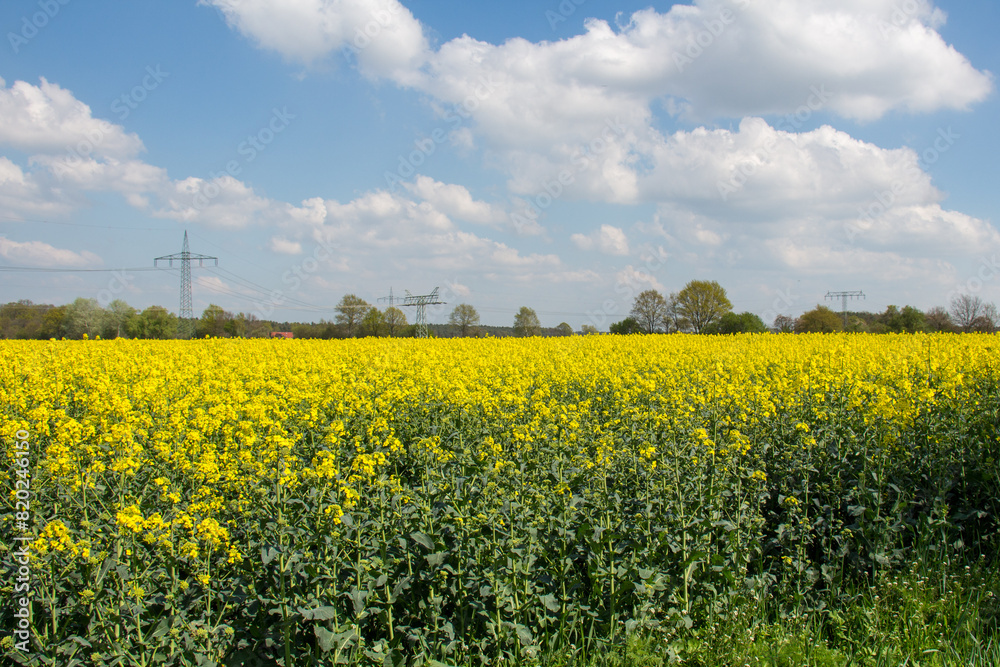 Rapsfeld in der Altmark Rapsfeld in der Altmark