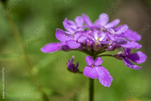 Iberis umbellata
