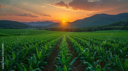 Full bloom corn cobs organic farm in the morning with sun rise.  photo