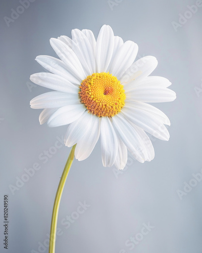 A closeup of a white daisy with a yellow center, ideal for macro photography and floral displays