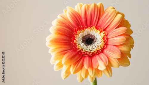 An upclose photo of a yellow and orange flower with a prominent black center in sharp focus photo