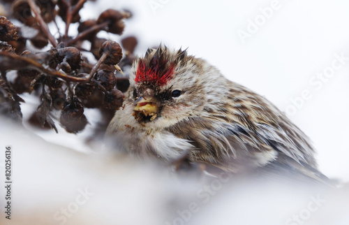 Common redpoll (Acanthis flammea) feeding on tansy seeds closeup in early spring.	
 photo