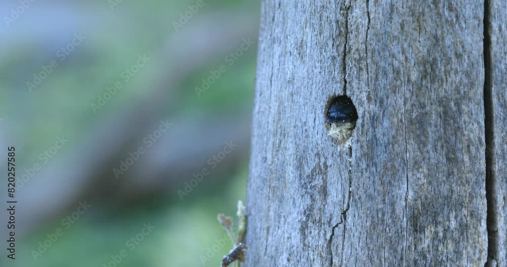 Carpenter bee peers out of the entrance to the breeding den with its rear end and carries wood debris into the open. Carpenter bee peers out of the entrance to the breeding den with its rear end and carries wood debris into the open.