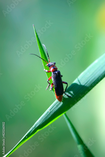 Cute bug sitting on leaf