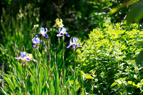 Colorful iris in spring garden