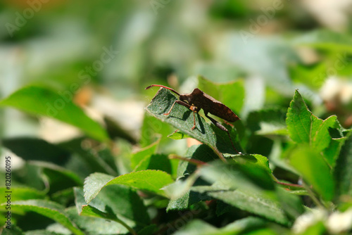 Cute bug sitting on leaf