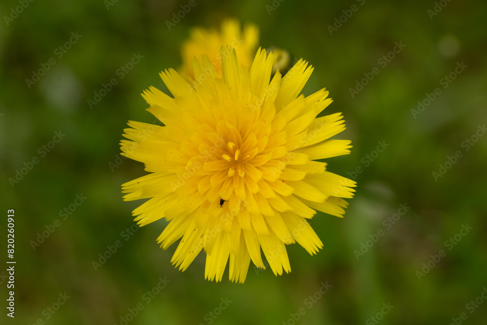 Small Black Insect Crawls In The Petals Of Smooth Mountain Dandelion Bloom Small Black Insect Crawls In The Petals Of Smooth Mountain Dandelion Bloom