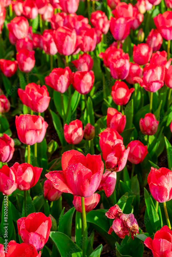 Background of many bright pink tulips. Floral background from a carpet of bright pink tulips.