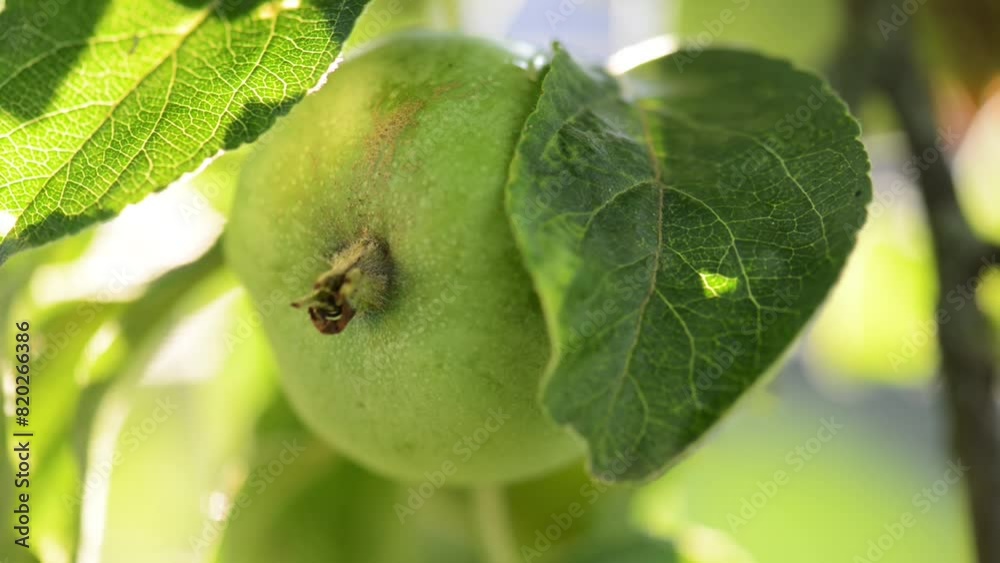 Green unripe apples growing on a tree in the garden. Green unripe apples growing on a tree in the garden.