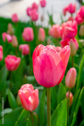 Background of many bright pink tulips. Floral background from a carpet of bright pink tulips.