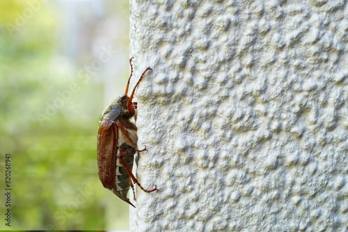 Cockchafer, a large brown European beetle that flies at dusk