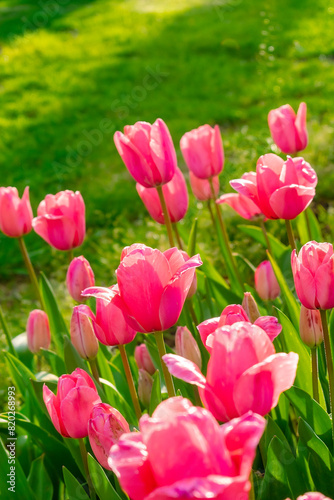 Background of many bright pink tulips. Floral background from a carpet of bright pink tulips.