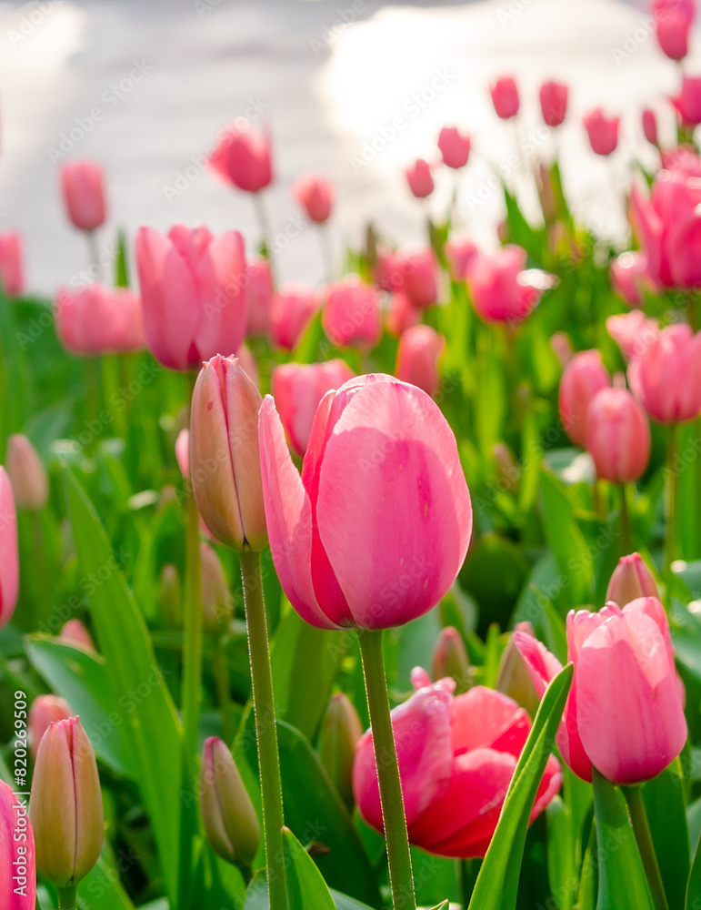 Background of many bright pink tulips. Floral background from a carpet of bright pink tulips.