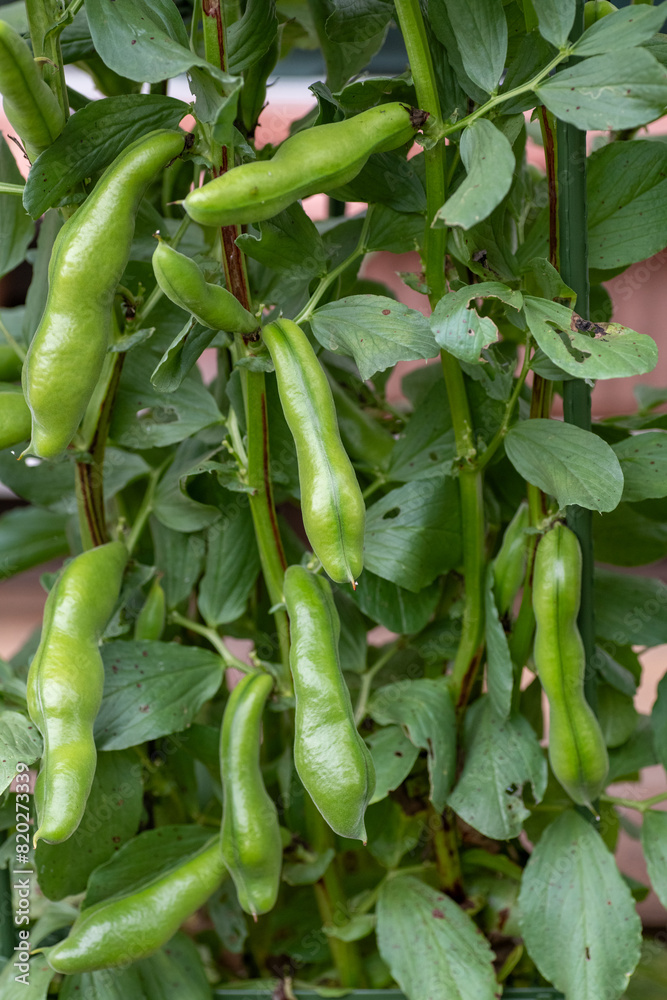 Growing pod of broad bean (Vicia faba) before harvest Growing pod of broad bean (Vicia faba) before harvest