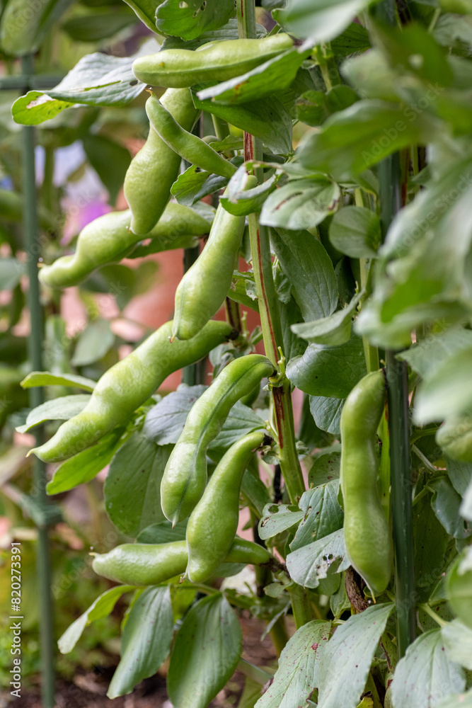 Growing pod of broad bean (Vicia faba) before harvest