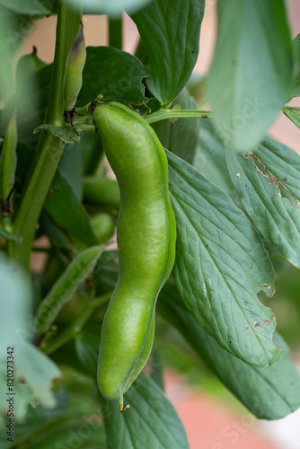 Obraz na płótnie Growing pod of broad bean (Vicia faba) before harvest w salonie