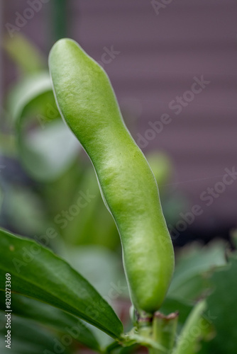 Obraz na płótnie Growing pod of broad bean (Vicia faba) before harvest w salonie